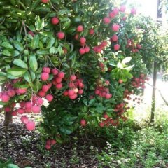 龙塘荔园位于风景优美的灵东水库旁