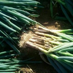 安丘铁杆大葱大量上市