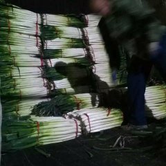 山东青州铁杆大葱绿色无公害