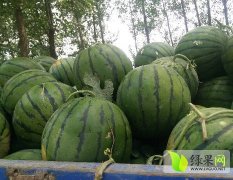 2016睢阳西瓜再不来就没机会了！
