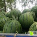 2016睢阳西瓜再不来就没机会了！