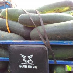 2016郯城本地一串铃小冬瓜一上市了
