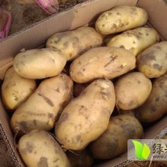 新乐土豆产销两旺,东王周先生诚信合作