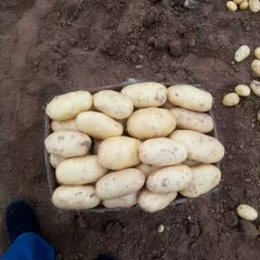 2016邹城土豆今年价格有看点