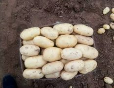 2016邹城土豆今年价格有看点