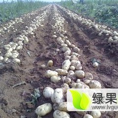 山东惠民荷兰十五土豆长势旺盛
