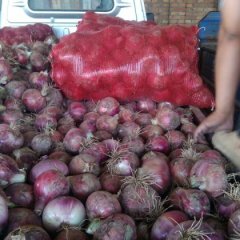 藁城种植红皮洋葱已有三十余年历史