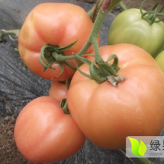 2016夏邑西红柿上市中质量好