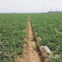 正定西瓜量大质优耿先生诚信合作