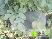 河北深州花皮无籽西瓜逐渐升温