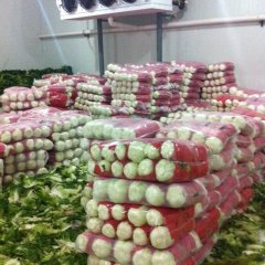 陕西太白球茎甘蓝早买早赚