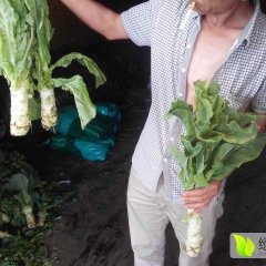 太白种植的莴笋，大小均匀