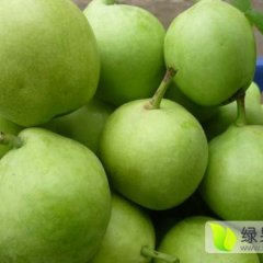 2016大荔梨收购工作全面开展