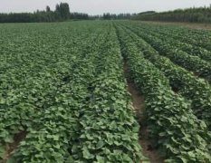 天津武清现有千亩红薯，七月份将大量上市