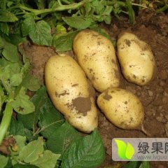 山东平度克新一号土豆著名品种