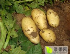 山东平度克新一号土豆著名品种