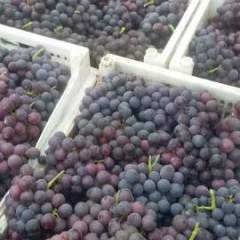 聊城东昌府区沙镇大棚藤稔葡萄