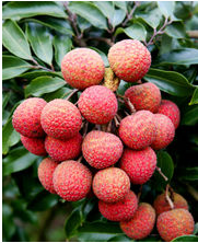 2016玉州荔枝现在订货有惊喜