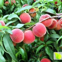 陕西大荔水蜜桃中三突围是名优特产