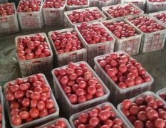 宁城万亩大棚，大量出售硬粉，大红西红柿