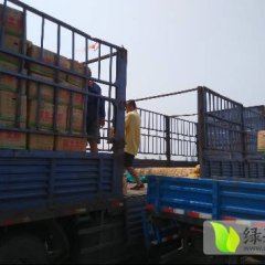 新乐土豆口感爽口,新乐郝明杰诚信合作