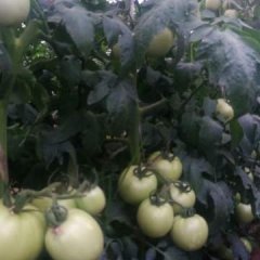 山东泰安谢松刚6月硬粉西红柿