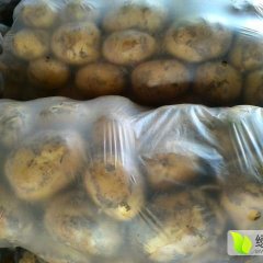 2016年甘肃定西“荷兰十五”即将上市。