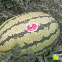 会宁西瓜绿色无公害,郭城赵中程诚信合作