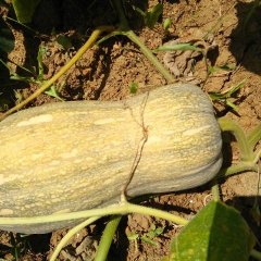 江永南瓜价格行情平稳,回龙蒋生诚信合作