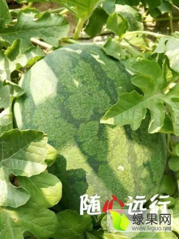 2016年山东惠民龙卷风价格