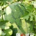 山东惠民龙卷风西瓜随行就市