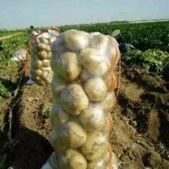 辽宁兴城中暑绥中早大白李洋合作社代办