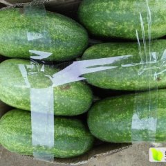 山东郯城一串玲小冬瓜产销两旺