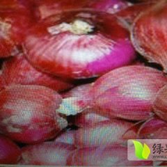 山东东昌府红皮洋葱何去何从