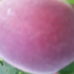 临猗角杯吉克功6月春雪蜜蜜桃