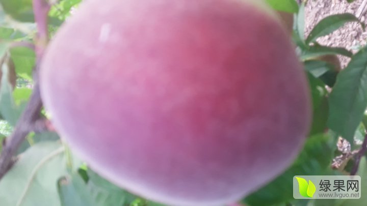 2016年山西临猗春雪蜜价格