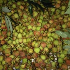 广东廉江黑叶荔枝价格行情平稳