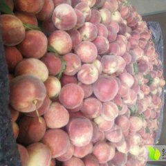 湖北宜城美脆桃蜜桃价格适宜