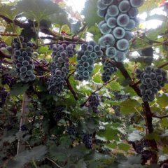 辽宁省北镇市巨峰葡萄基地