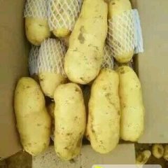 山东昌邑30万亩荷兰土豆大量上市中