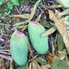 2016右江芒果走过路过不要错过