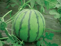 2016年河南中牟京欣价格