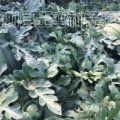 2016年安徽砀山王屯西瓜大量上市 品种多