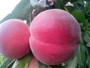 费县蜜桃口感爽口,薛庄张庆中诚信合作