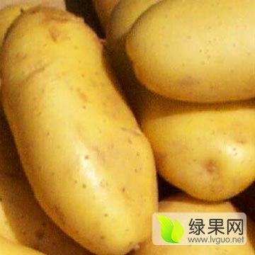 2016年河南通许荷兰十五价格