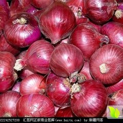 2016通许洋葱抓住商机无限