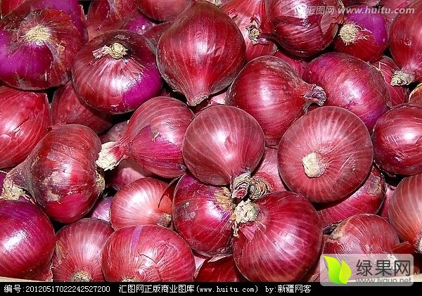 2016年河南通许红皮洋葱价格