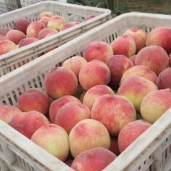 河南襄城春密桃蜜桃随行就市