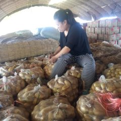 山东高密胶河生态区荷兰十五土豆上市