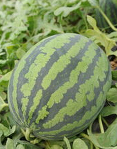 陕西大荔羌白西瓜品种多